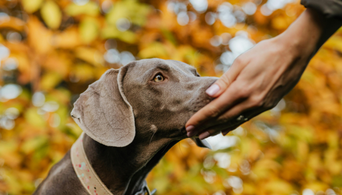 Can Drug Dogs Smell Vapes